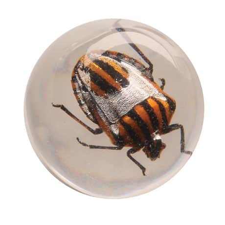 Instant Insect Collections - 10 marbles