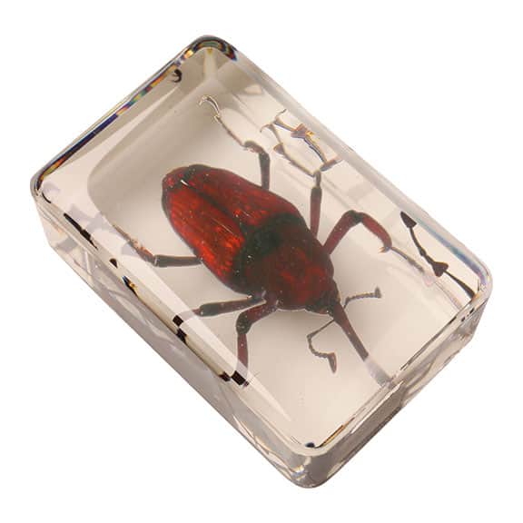 Instant Insect Collections - 12 cubes
