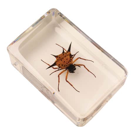 Instant Insect Collections - 12 cubes
