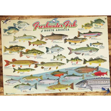 Freshwater Fish of North America 1000 Piece Jigsaw Puzzle