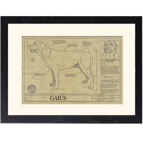 Personalized Framed Dog Breed Architectural Renderings - Greater Swiss Mountain Dog