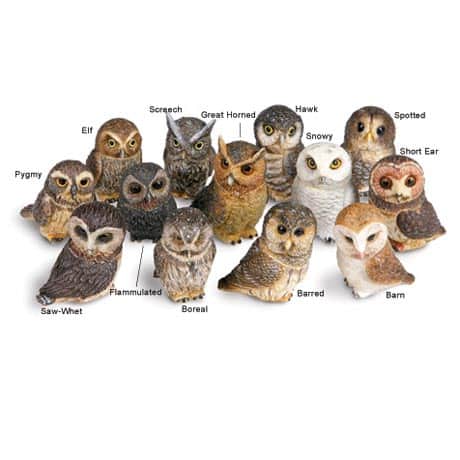 Owl Pot Bellys&reg; Boxes - Screech Owl