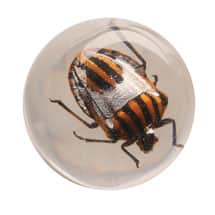 Alternate image Instant Insect Collections - 10 marbles