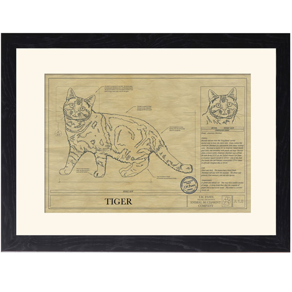 Product image for Personalized Framed Cat Breed Architectural Renderings - American Shorthair