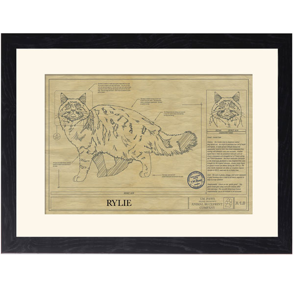 Product image for Personalized Framed Cat Breed Architectural Renderings - Maine Coon