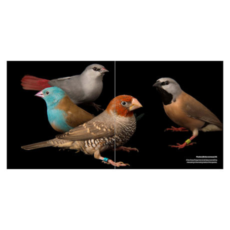 Product image for National Geographic Birds of the Photo Ark
