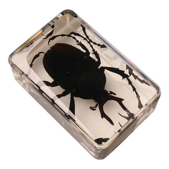 Product image for Instant Insect Collections - 12 cubes