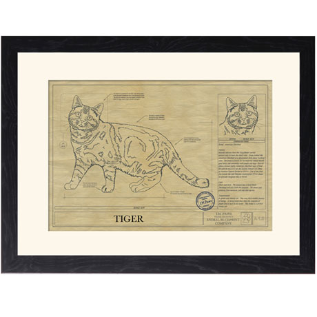 Personalized Framed Cat Breed Architectural Renderings - American Shorthair