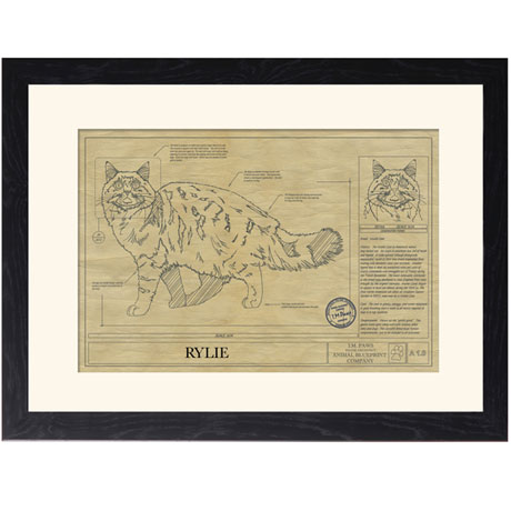 Personalized Framed Cat Breed Architectural Renderings - Maine Coon