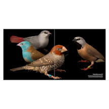 Alternate image for National Geographic Birds of the Photo Ark