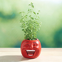 Alternate image for Veggie Herb Pot