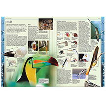 Alternate Image 1 for Bird: The Definitive Visual Guide (Hardcover)