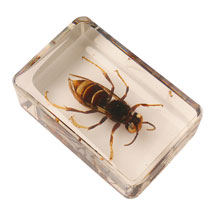 Alternate image for Instant Insect Collections - 12 cubes