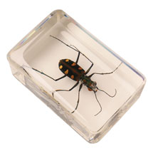 Alternate image for Instant Insect Collections - 12 cubes