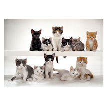 Alternate image for Walter Chandoha: Cats Book by Walter Chandoha