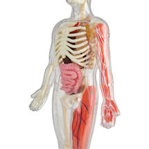 Alternate image SmartLab Squishy Human Body Toy